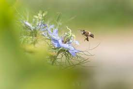 workshop macrofotografie